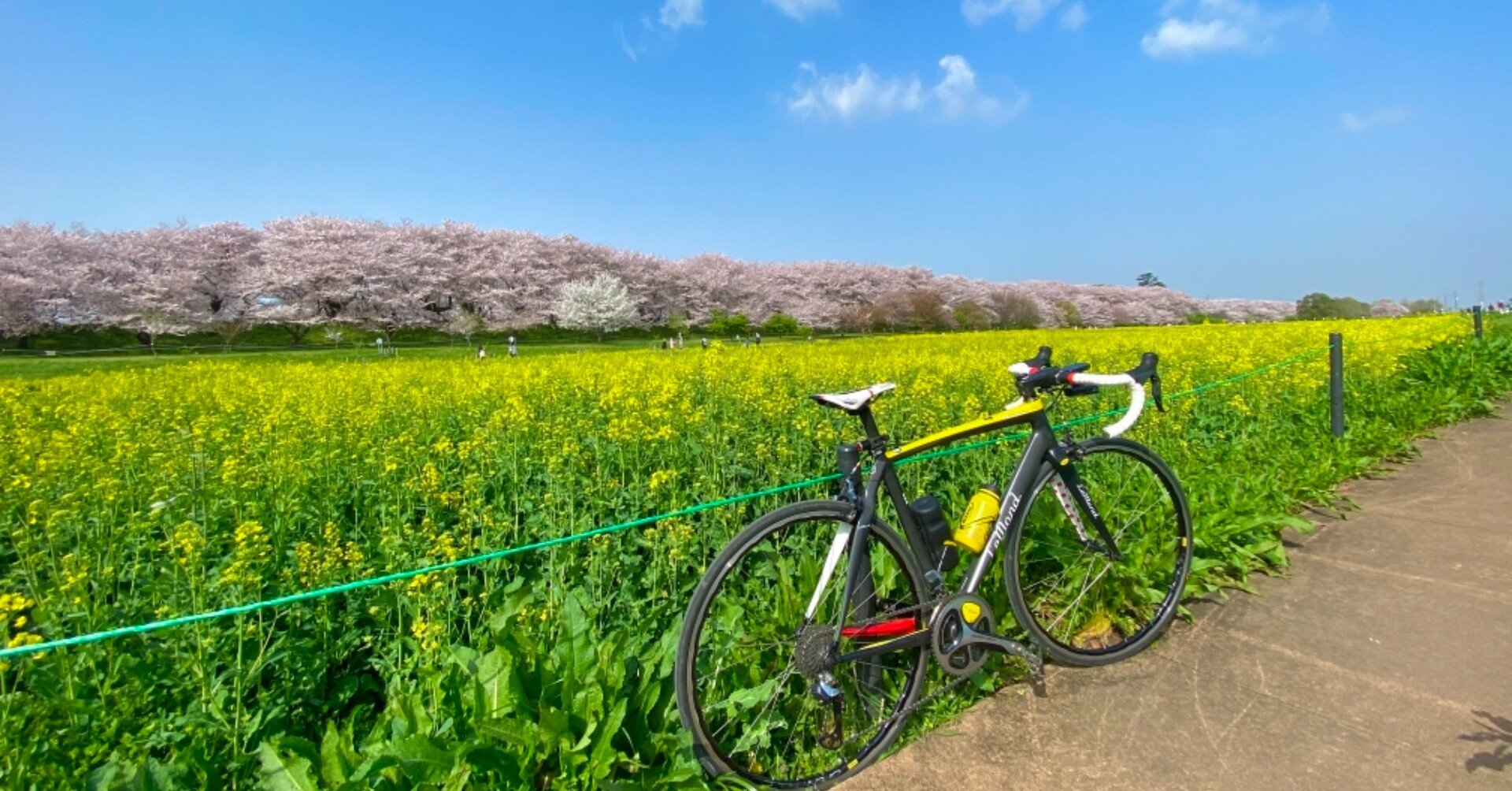 桜と菜の花満喫ポタリング98km｜西川正治