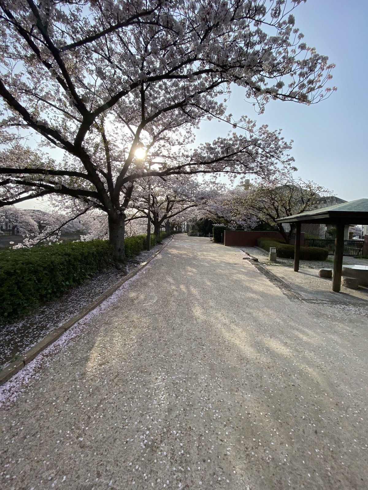 桜と菜の花満喫ポタリング98km｜西川正治