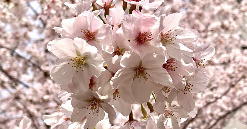 桜の花言葉 ソメイヨシノ 枝垂れ桜 山桜 意外と知らない種類や意味とは しおみん Note