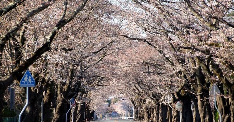 【桜咲け、夜ノ森：東日本大震災の傷跡】