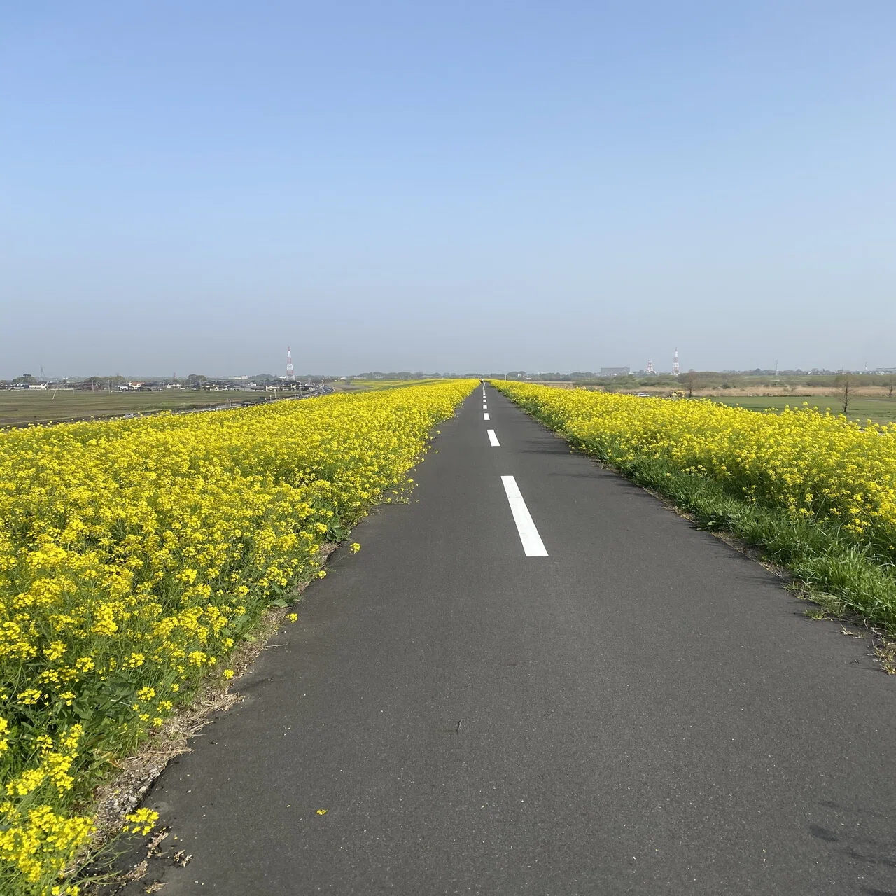 桜と菜の花満喫ポタリング98km｜西川正治