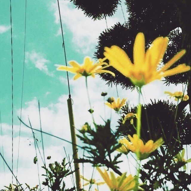 身近にある野花や空や空気や水に何かしら反応できているうちは、まだ疲れていないことにしよう。
#日常 #写真 #photo #花 