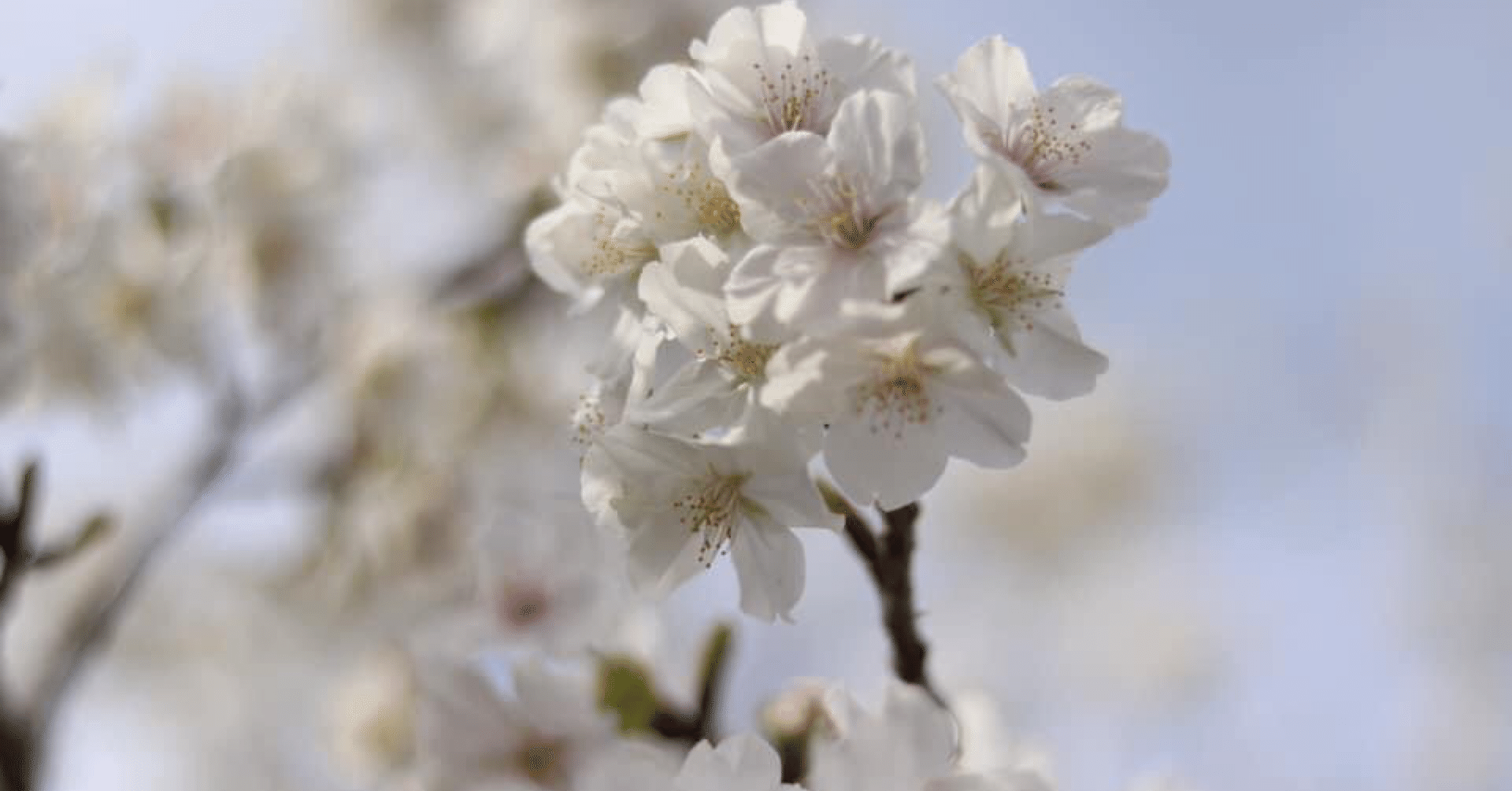 西宮 夙川公園 夙川河川敷緑地 の桜 たっちゃん Note