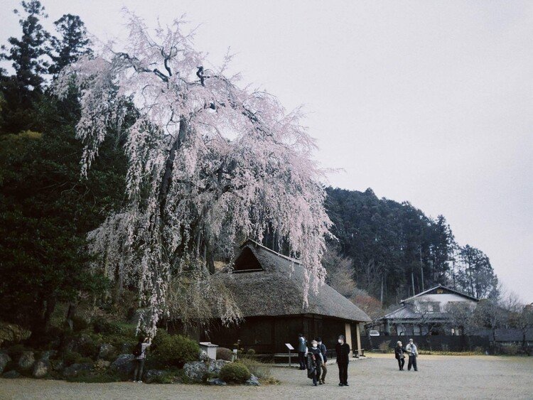 高麗神社の奥にある高麗家住宅。それは立派な、しだれ桜だった。2021/3/20