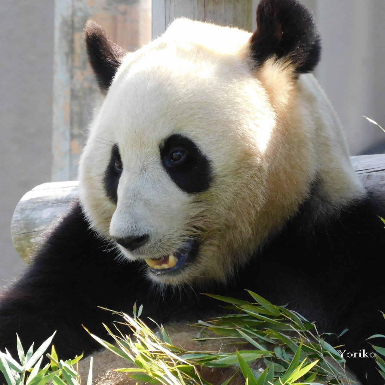 特別なキミ 結浜 りこひん Note