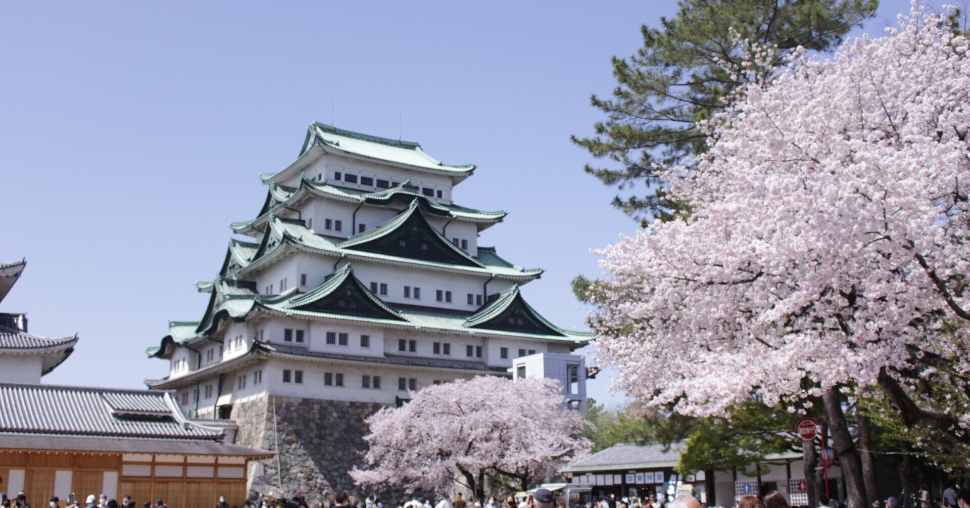 地上に降りた名古屋城の金鯱と桜と思い出と。｜オカダトモコ 旅