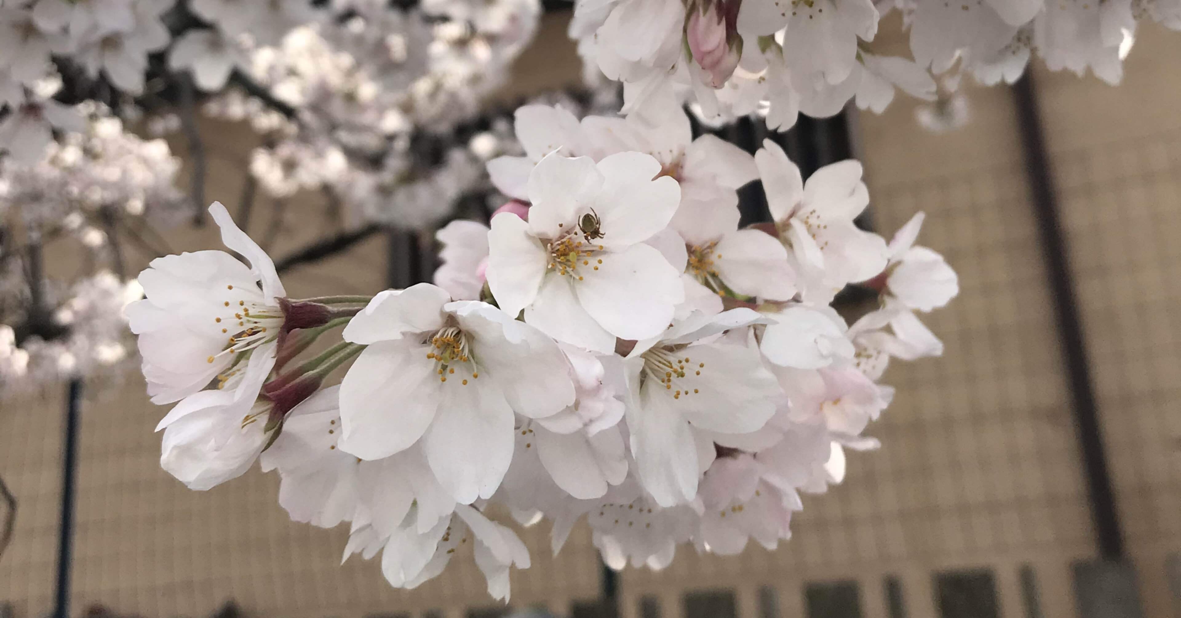 さくら Gina Note