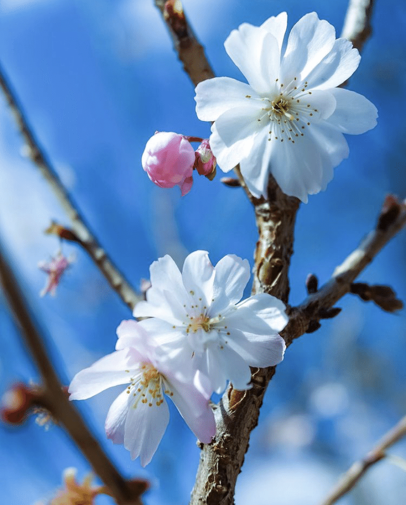 桜のかわいい花言葉まとめてみた なうみ Note