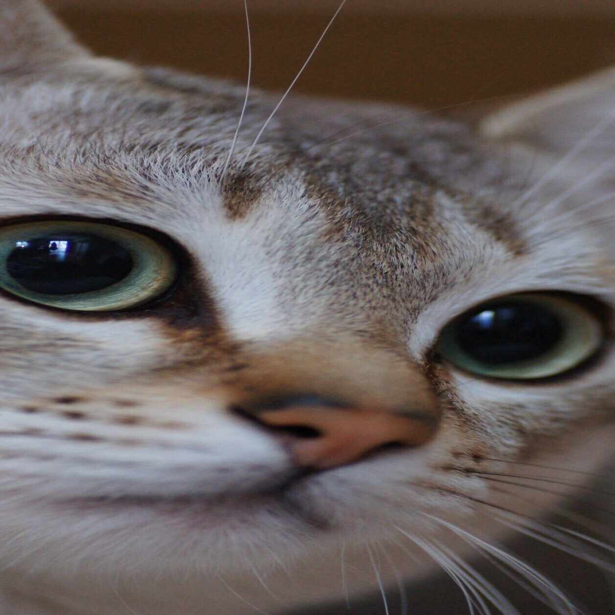 安原一式の思い出。。。安原氏の訃報を聞いて｜レンズ豆（マニアック