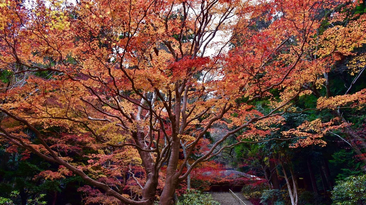 画像81
