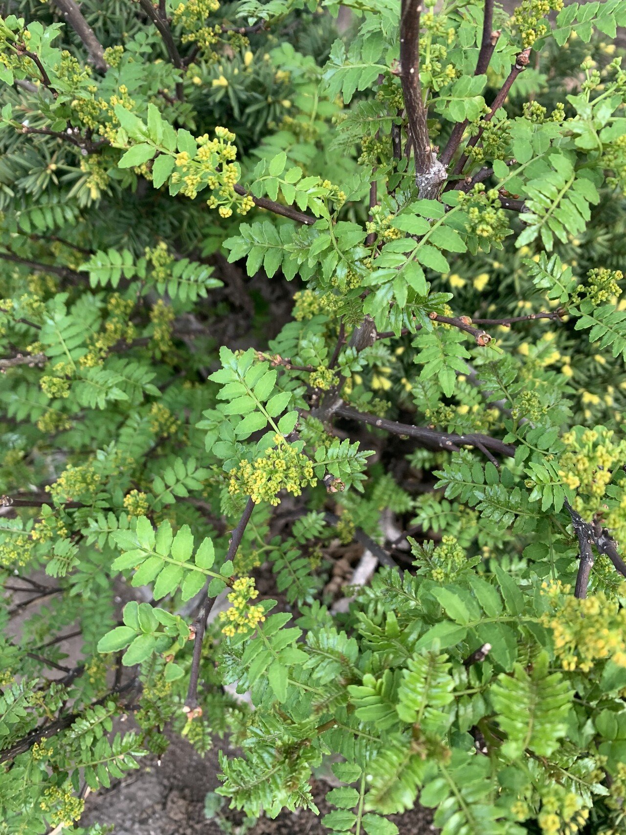 近所にある低木 山椒 さんしょう の木 山椒の英語名は Japanese Pepper 今回はじめて知りました 独特な香りが特徴ですが 効能を調べてみたら サンショオール 胃腸の機能を高め Chiyo Note