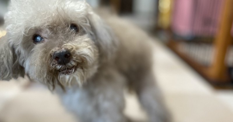 老犬あるある の新着タグ記事一覧 Note つくる つながる とどける