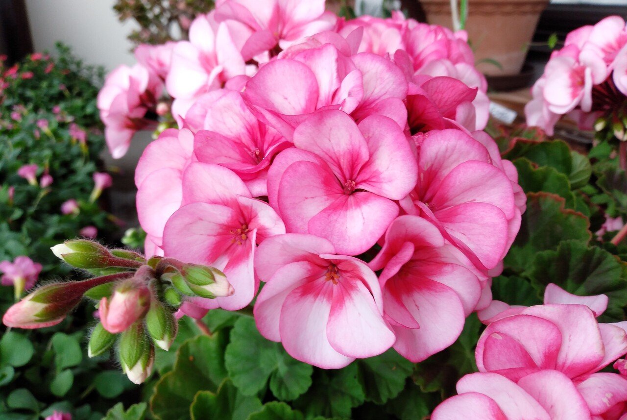 ゼラニウム あんころもっち Note