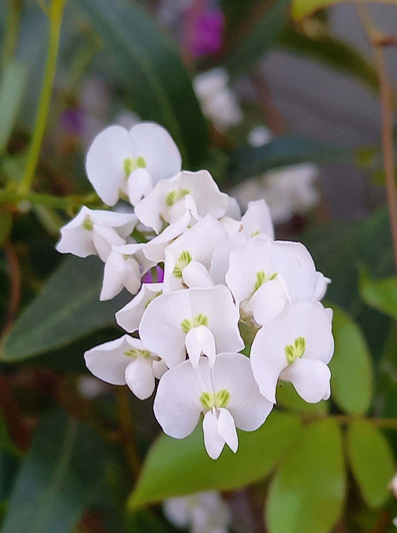 散策中に遭遇した白色の花たち 柘榴 Note