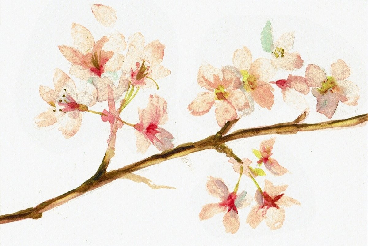 水彩イラスト】 ゆるりと桜を描く｜日端奈奈子