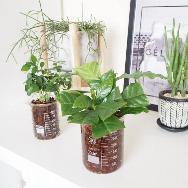 コーヒーの木の挿し木と最近仲間入りした観葉植物 Co コプラス Note