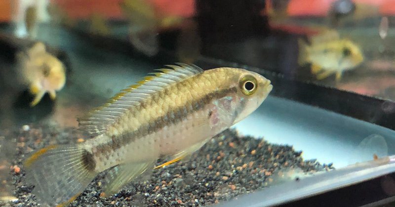 ドワーフシクリッド の新着タグ記事一覧 Note つくる つながる とどける