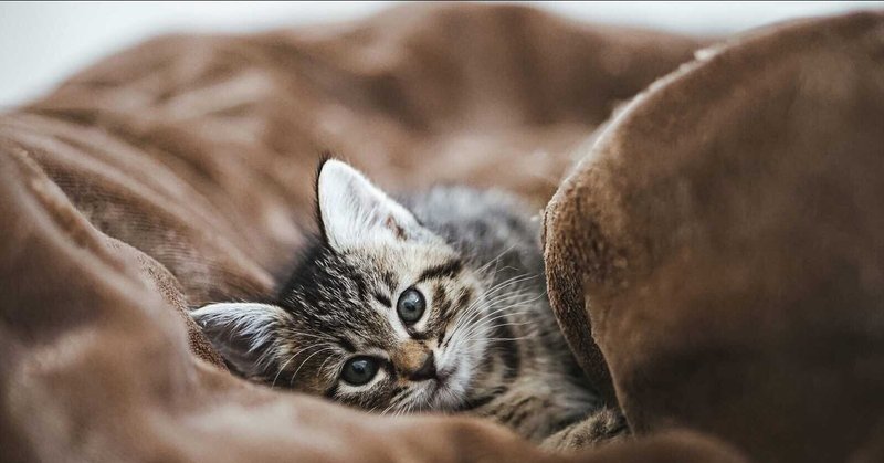 猫も人間も 食生活 ストレス 健康状態が 毛 の表情に現れる Forme Note Note 猫も人間も 食生活 ストレス 健康状態が 毛 の表情に現れる Forme Note Note