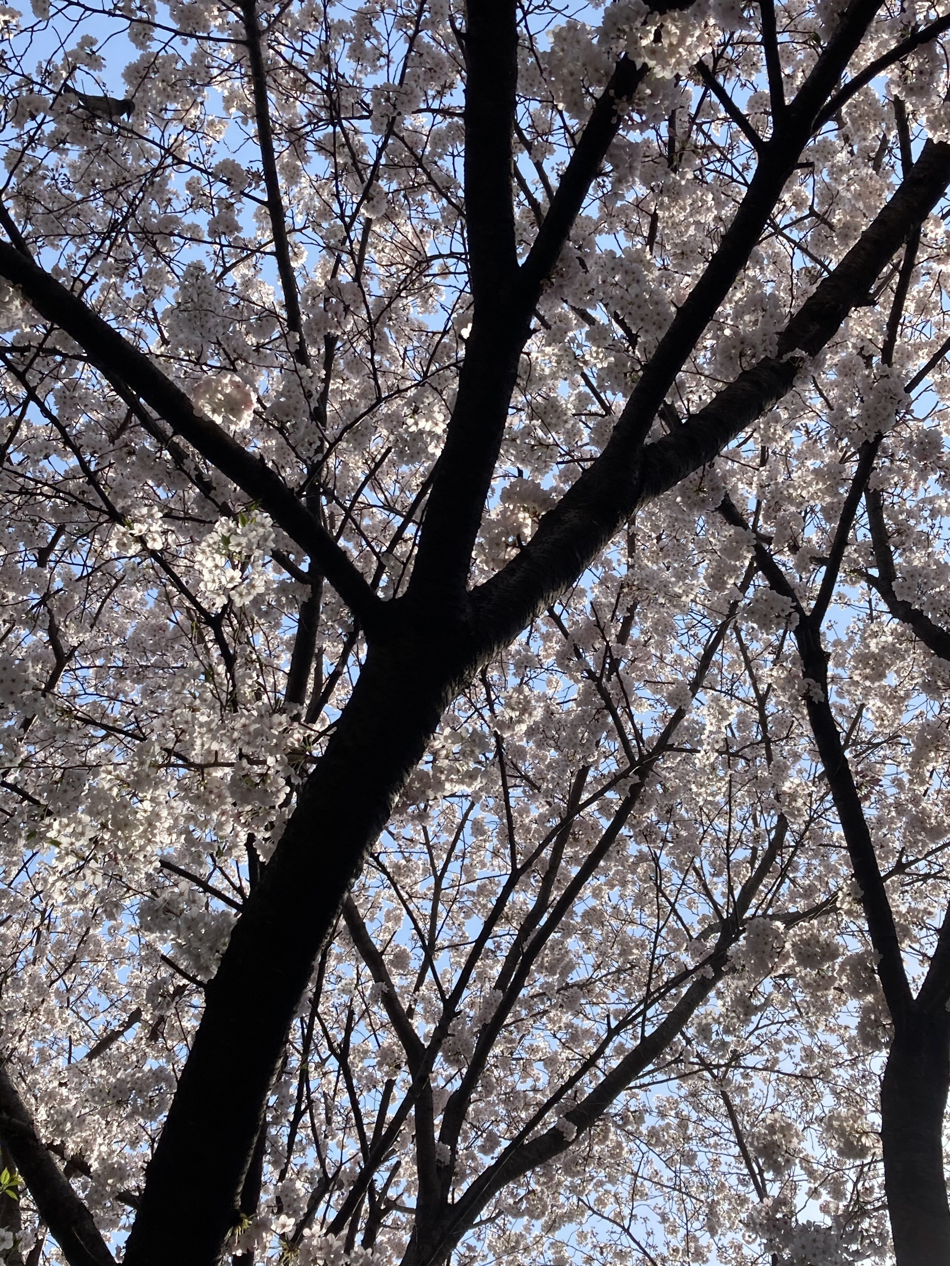 ４月 新たなスタート の前に オリーブ指圧治療院 Note