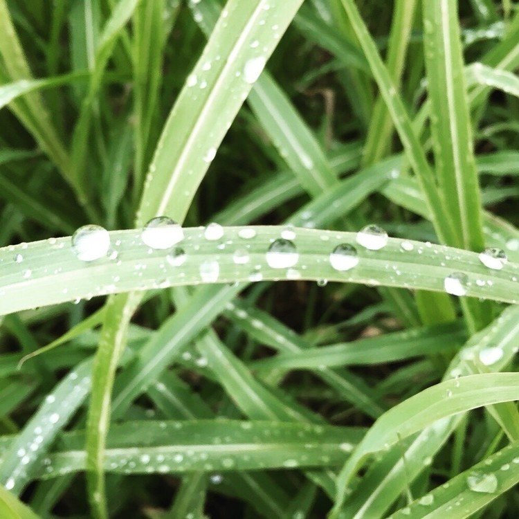 コロコロでかわいい粒。
雨上がりの午後、夏の終わりを
なんとなく感じる。

#photo #日常 #雨 #写真 