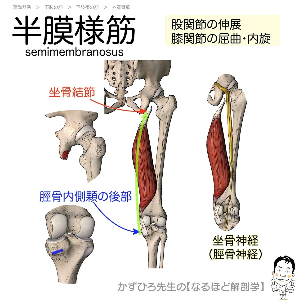 今日のプチ解剖 大腿骨転子窩に停止するのはどれ かずひろ先生 黒澤一弘 解剖学 Note