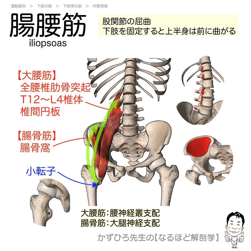 今日のプチ解剖 大腿骨転子窩に停止するのはどれ 黒澤一弘 Note