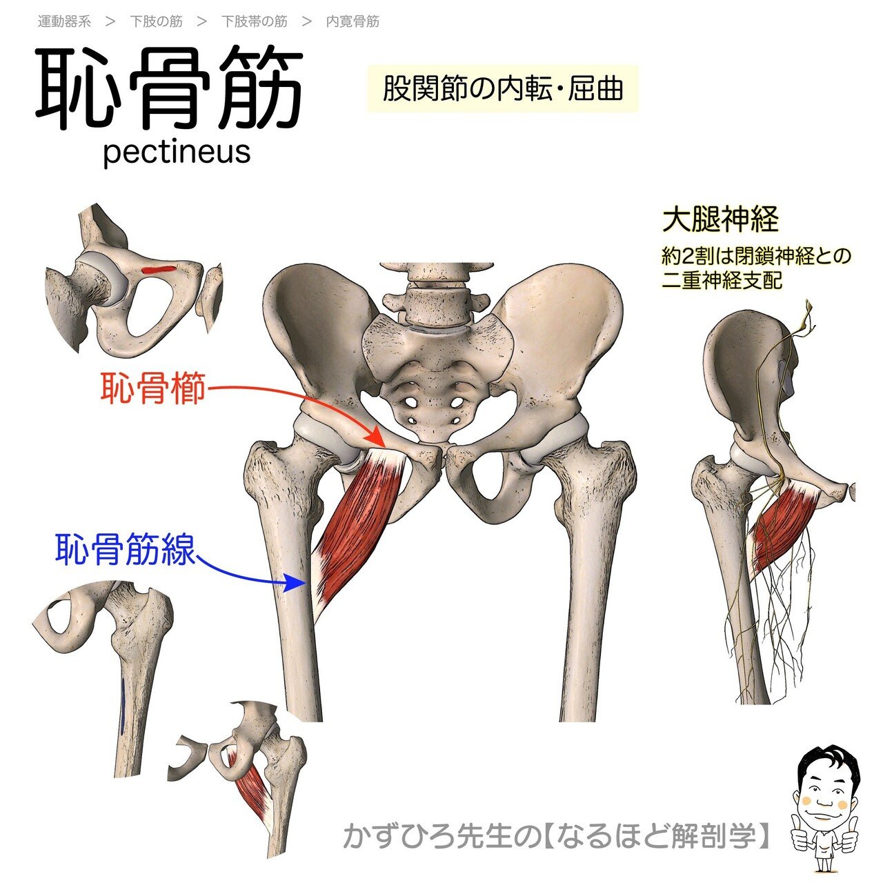 今日のプチ解剖 大腿骨転子窩に停止するのはどれ かずひろ先生 黒澤一弘 解剖学 Note