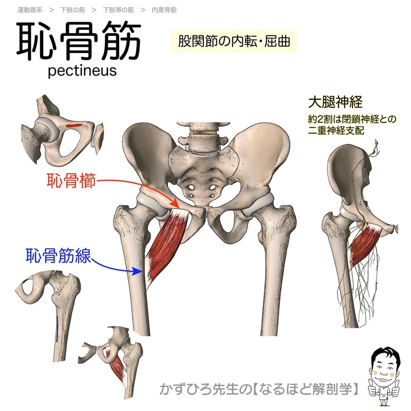 今日のプチ解剖 大腿骨転子窩に停止するのはどれ 黒澤一弘 Note