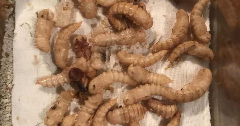 ミルワーム飼育 3 31 Day157 8羽化 羽化カウント 終了 自家製ミルワーム太郎 Note