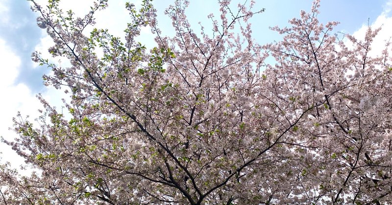 桜 梅 椿 花と日本語の表現 Tapia タピア Mji編集部 Note
