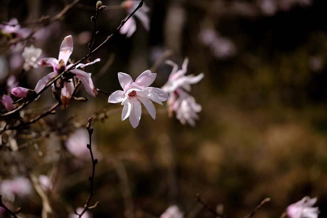 花ビラが綺麗なシデコブシ Hhaannaaiihh Note 花ビラが綺麗なシデコブシ Hhaannaaiihh Note