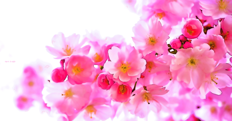4月1日 誕生花は桜 誕生花短歌 御子柴 流歌 Note