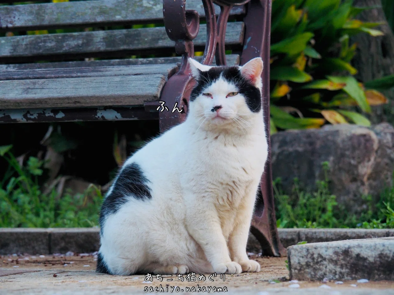 前髪 猫写真家 中山祥代 Note
