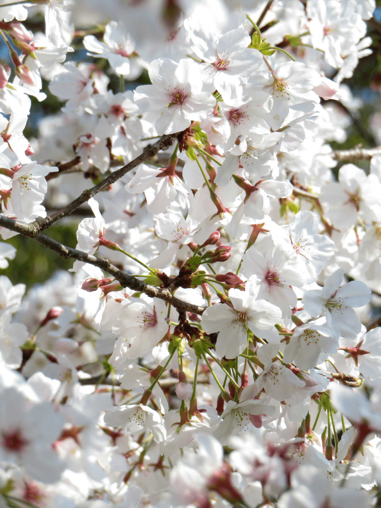 俳句写真 51 散る花 シラサギ フタバ Note