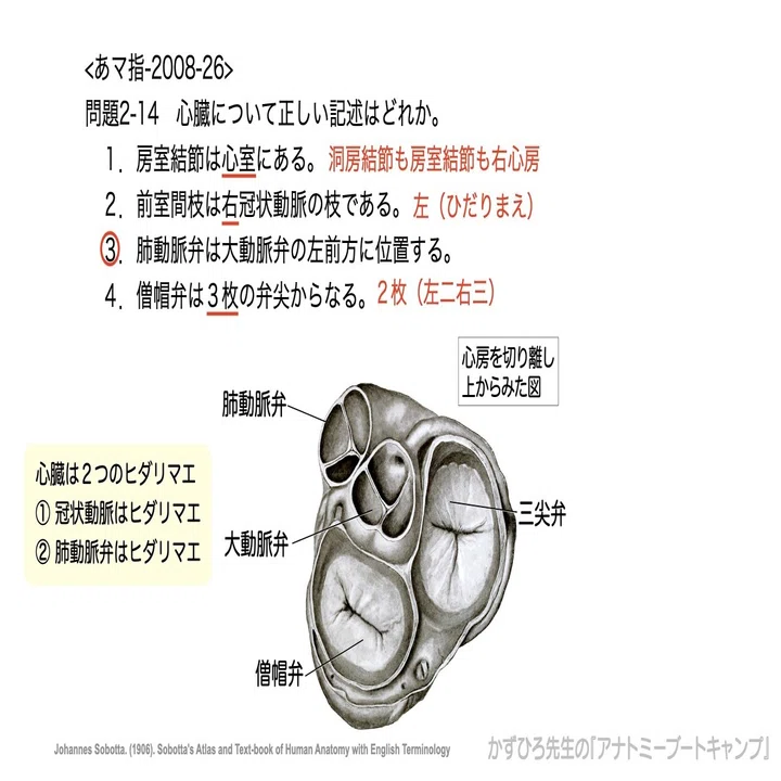 心臓 について 正しい の は どれ か