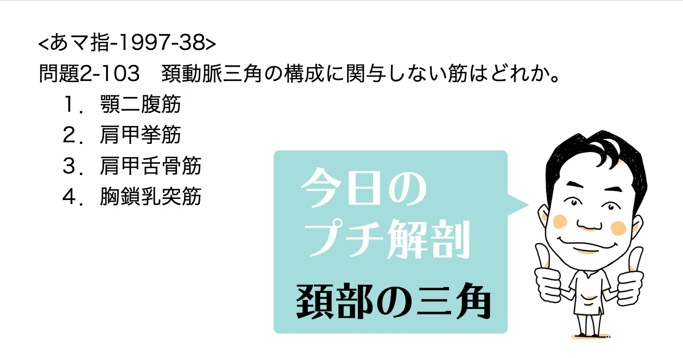 今日のプチ解剖 頚動脈三角の構成に関与しない筋はどれ 黒澤一弘 Note