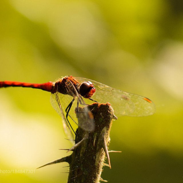 赤とんぼ オーケストラ りとるらいと Note