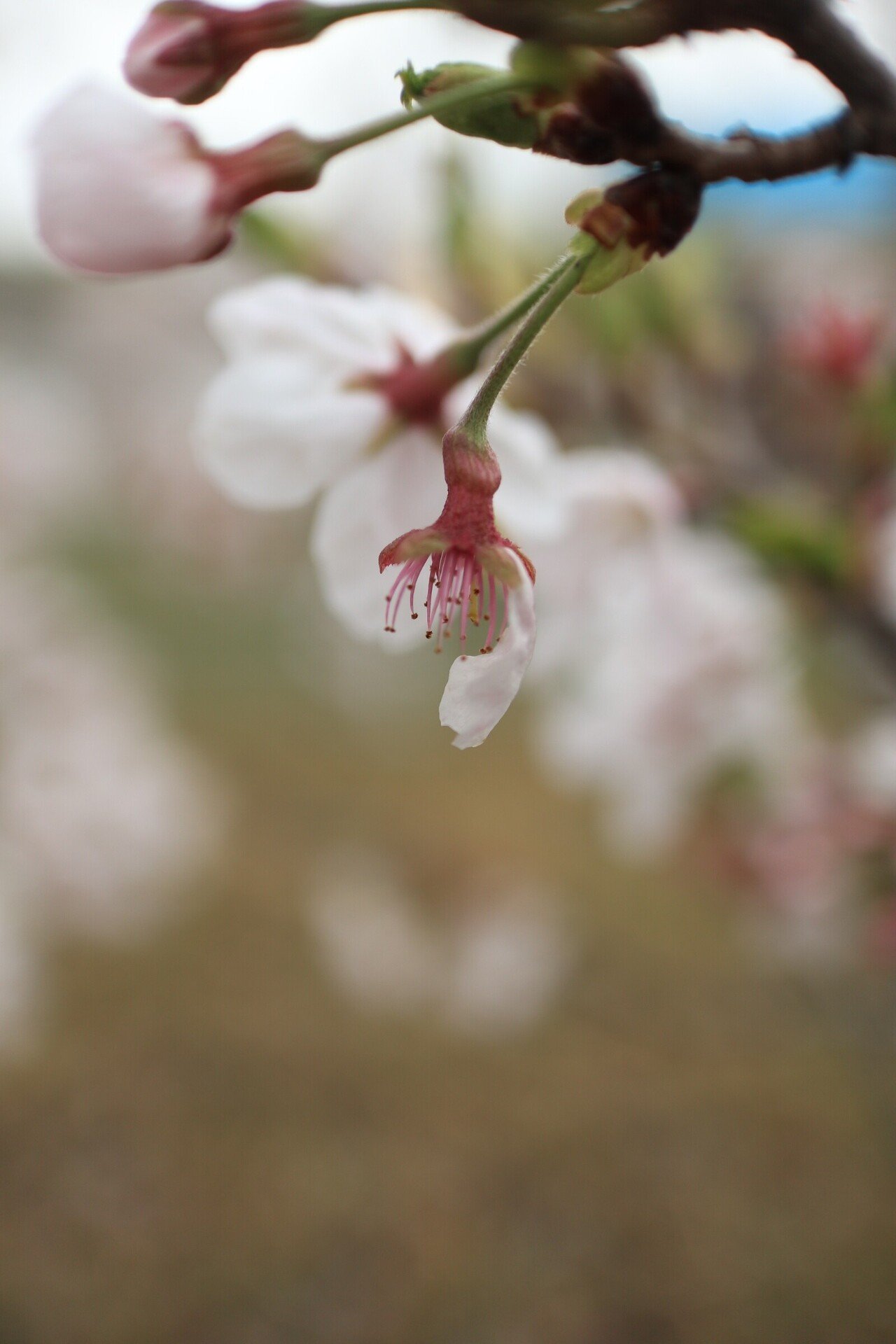 美しく儚いもの Kleine Rowan Note