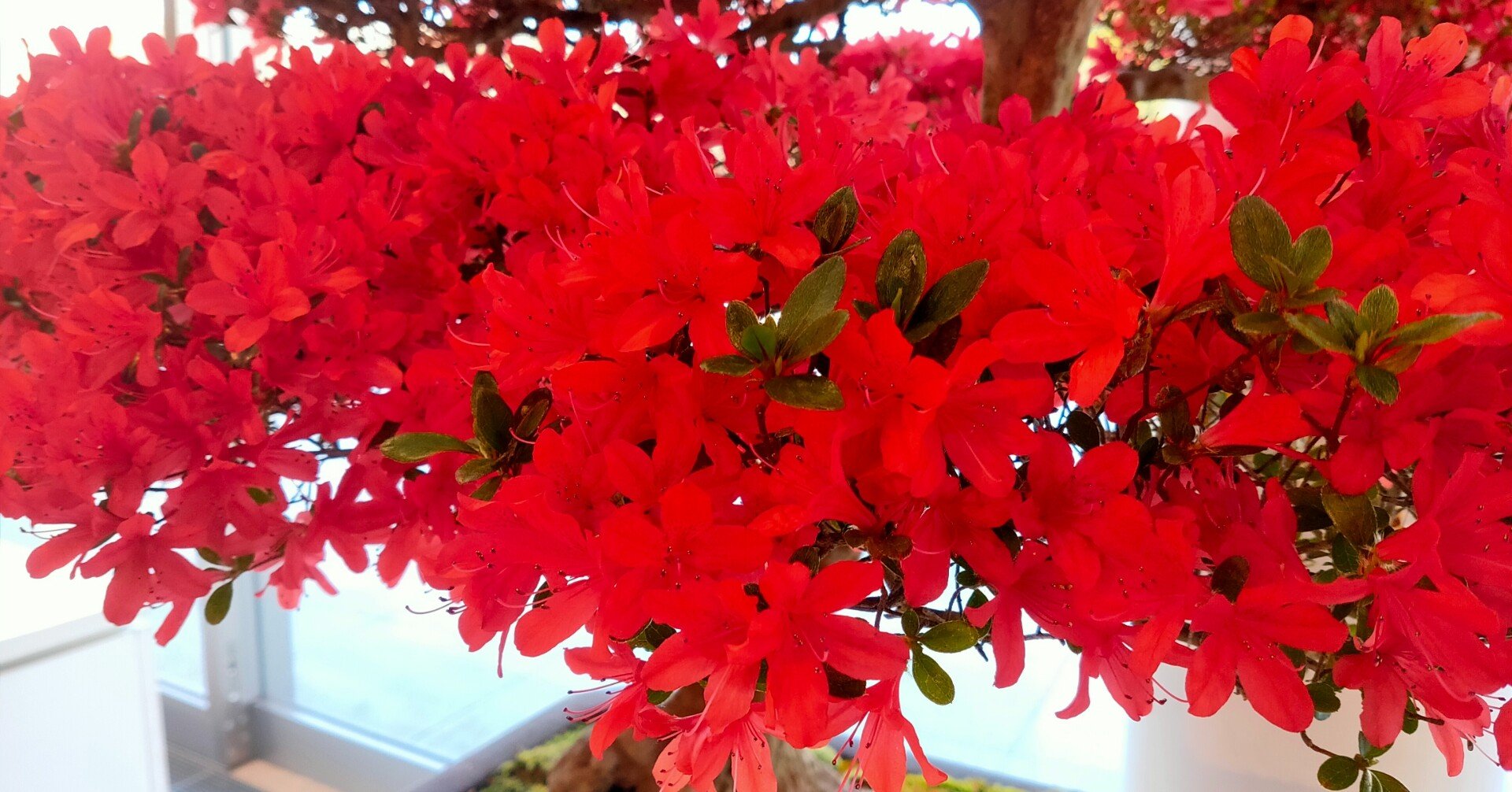 ゴールデンウイークはのとキリシマツツジを見に行こう はる 金沢おすすめ紹介 Note