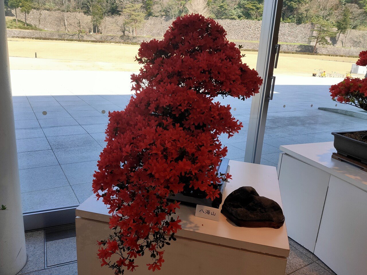 ゴールデンウイークはのとキリシマツツジを見に行こう はる 金沢おすすめ紹介 Note ゴールデンウイークはのとキリシマツツジを見に行こう はる 金沢おすすめ紹介 Note