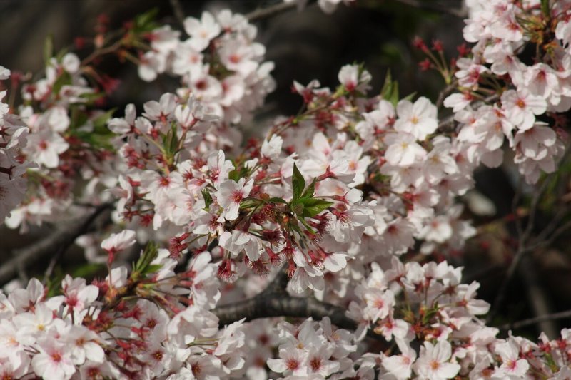 桜定点観察_20210331_3