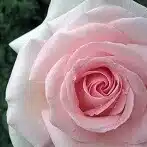 yoko_s