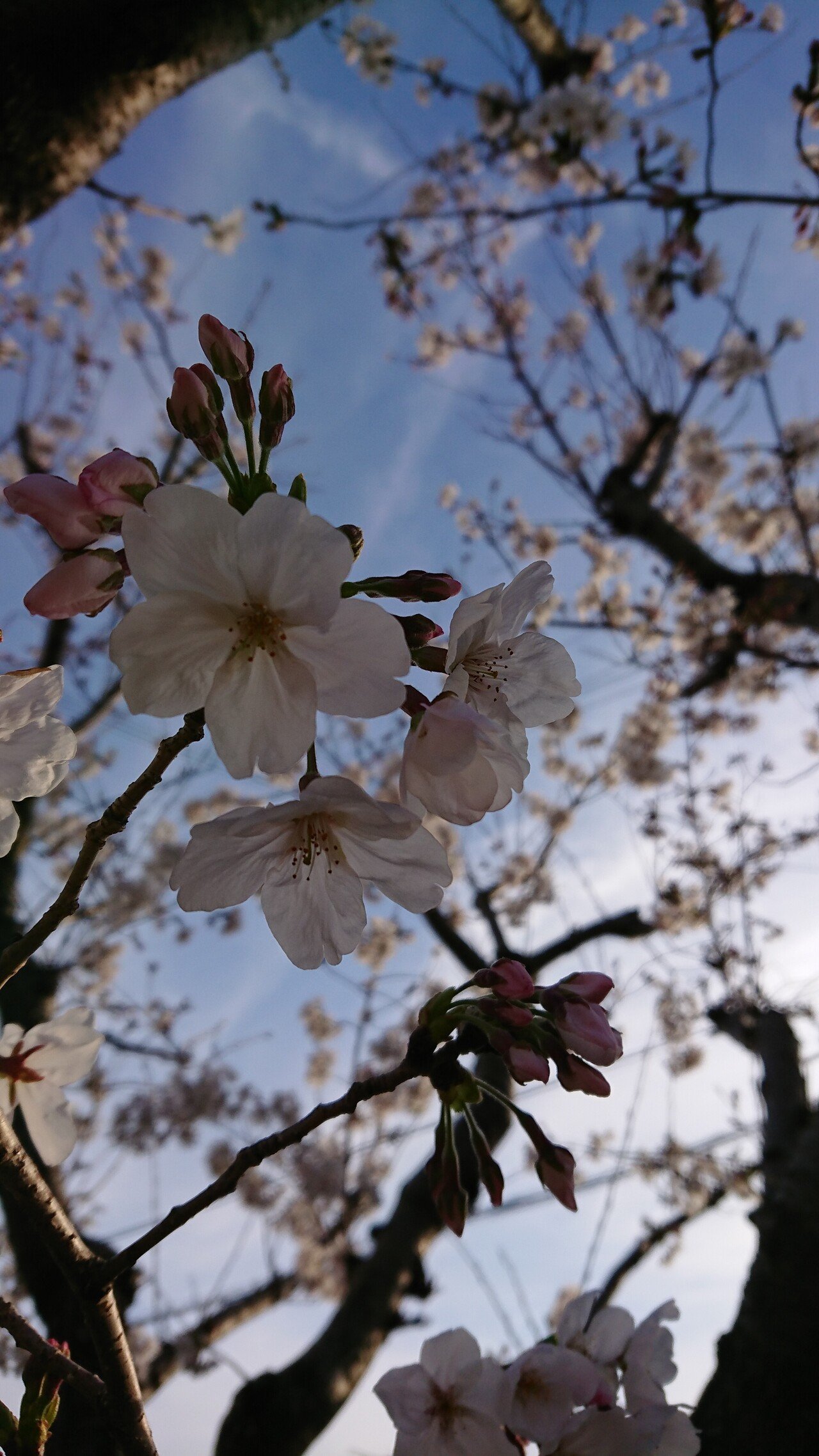 その人の数ある前世 その数ある前世の中の共通点を探していったら 本当の自分に気付けるのでは とか考えてます Hiiro ひいろ Note