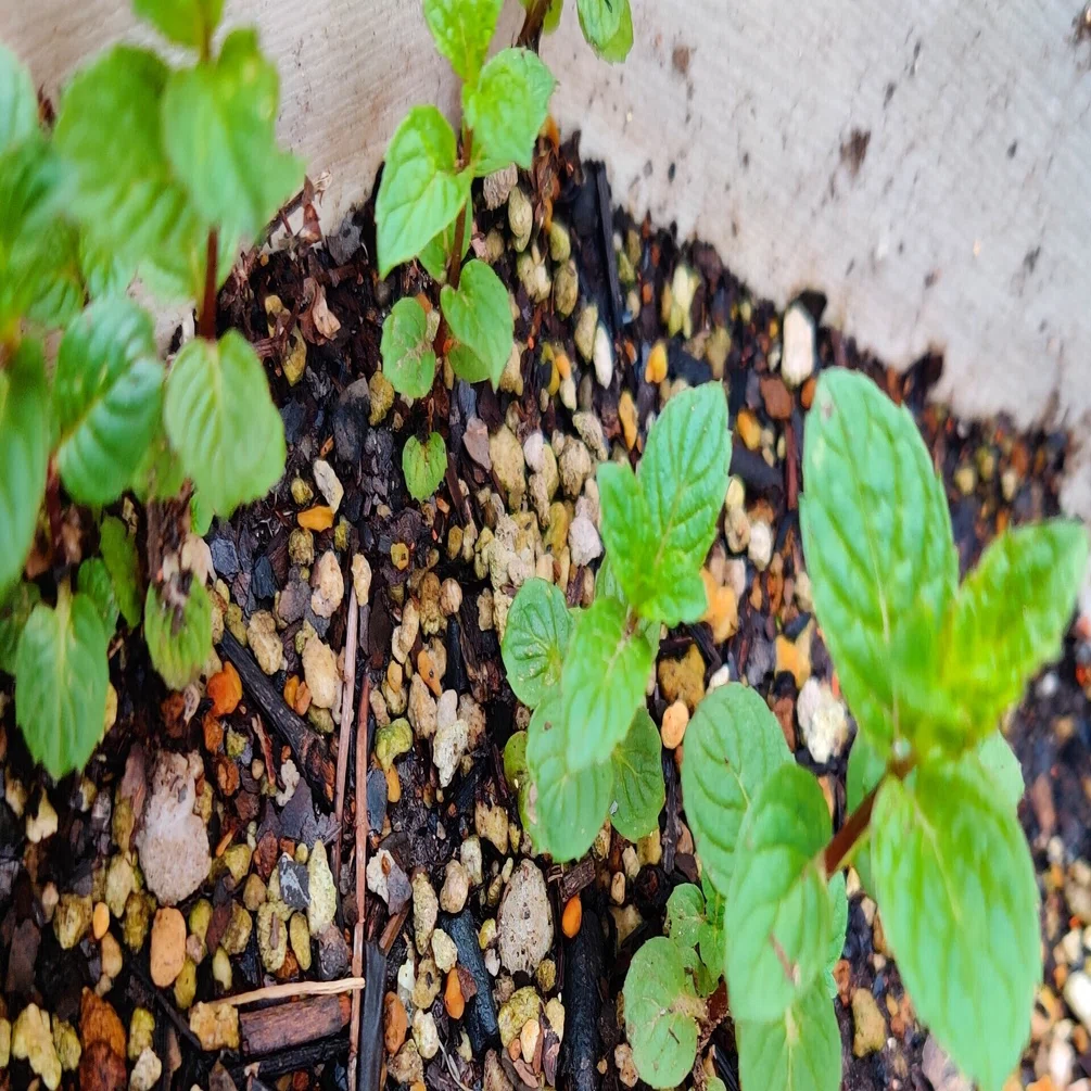植えているミントが育ってきました 修家大雄 レストラン ラ フェ Note