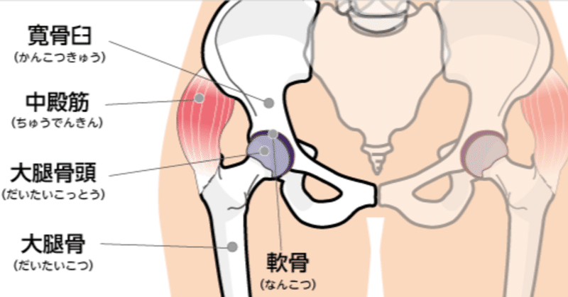 股関節のつまりの原因 たか理学療法士 みんながセラピストになれば多くの人が助けられる Note 股関節のつまりの原因 たか理学療法士 みんながセラピストになれば多くの人が助けられる Note