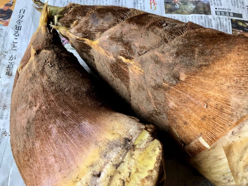 掘りたて筍 米糠がないときの茹で方 ゆのきりょうこ Note 掘りたて筍 米糠がないときの茹で方 ゆのきりょうこ Note