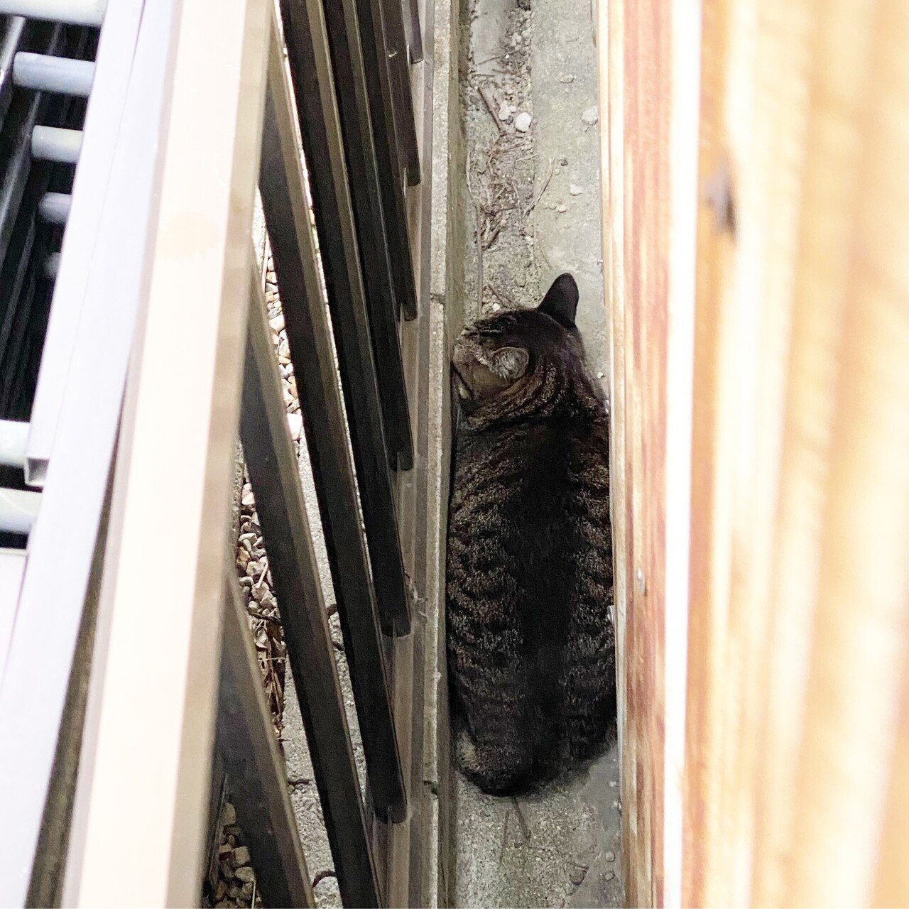 脱走した家猫に帰って来てもらうためにやった12個のこと｜岡田知子 