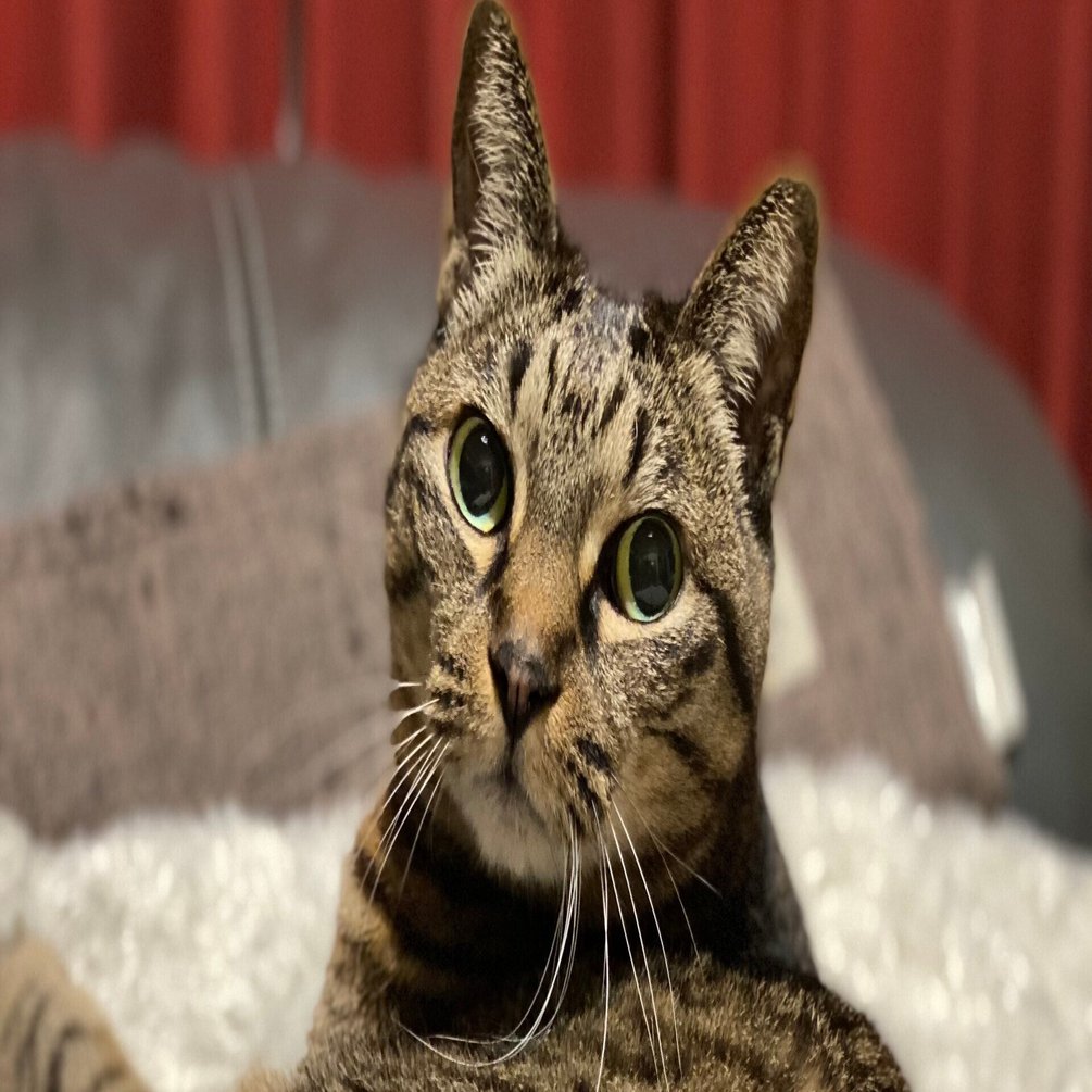 脱走した家猫に帰って来てもらうためにやった12個のこと オカダトモコ 猫と暮らすライター Note