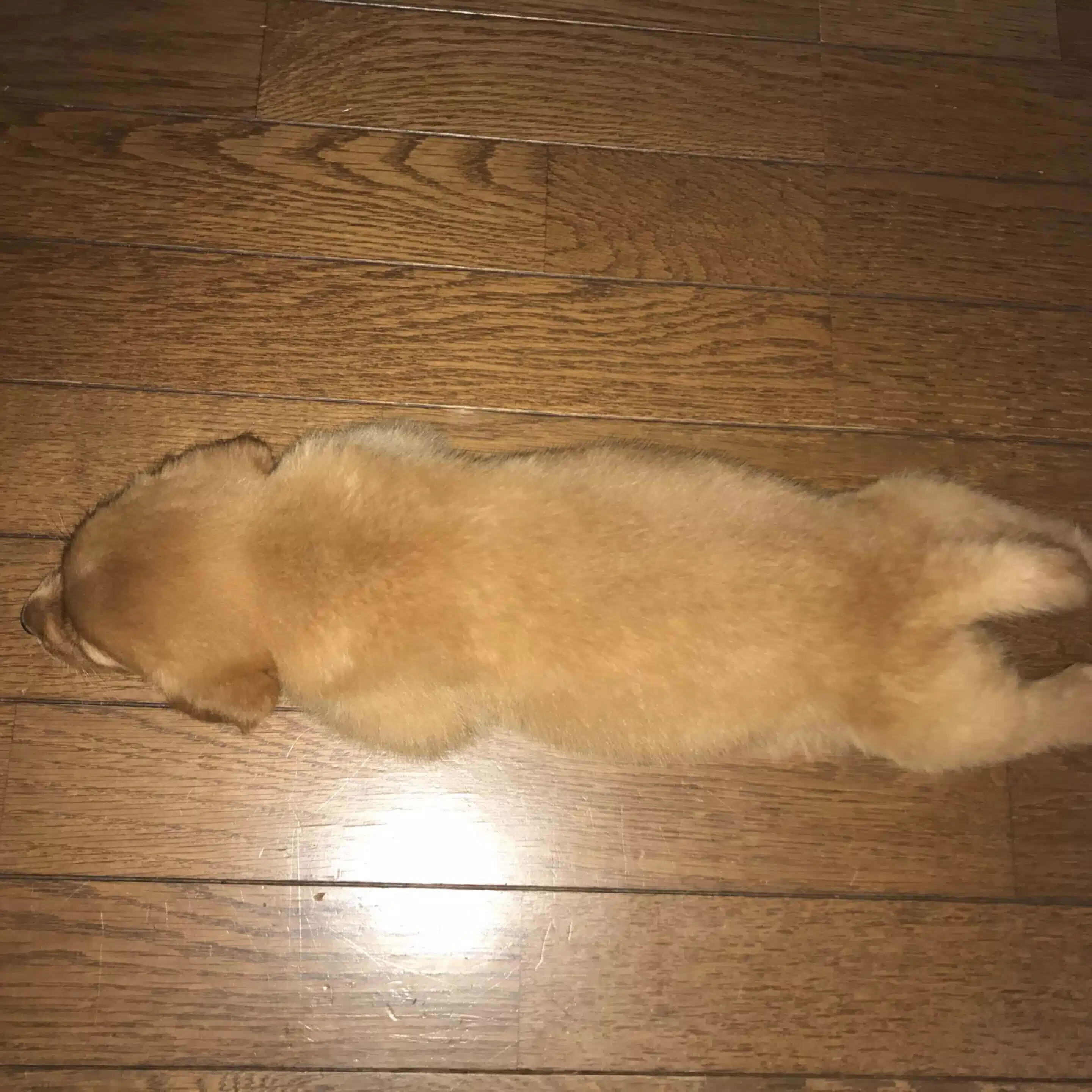 さちとピース
