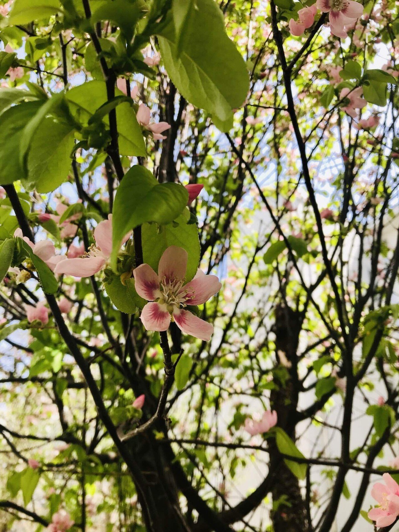 かりんの花だ かりんのいびつな形が近年とてと好き だから 中庭にあるかりんの木をずっと目で追い続けている 1年間 毎日見えるところに木がある いいところに この木を植えた人に いつも感謝をしてしまう 葉 山本 純人 Yamamoto Sumito Note